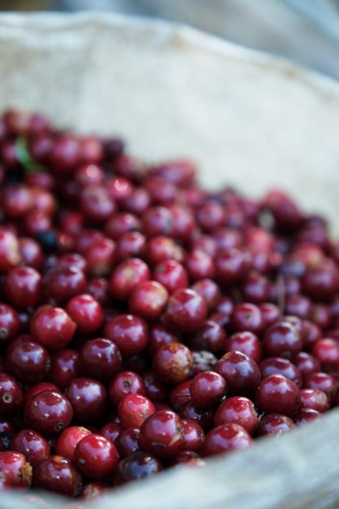 Single Origin Vs Blends