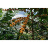 The Pantanal | Brazilian| Single Origin,Single Origin,Trvl Love Koffee,Trvl Love Koffee