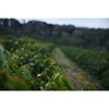 The Pantanal | Brazilian| Single Origin,Single Origin,Trvl Love Koffee,Trvl Love Koffee