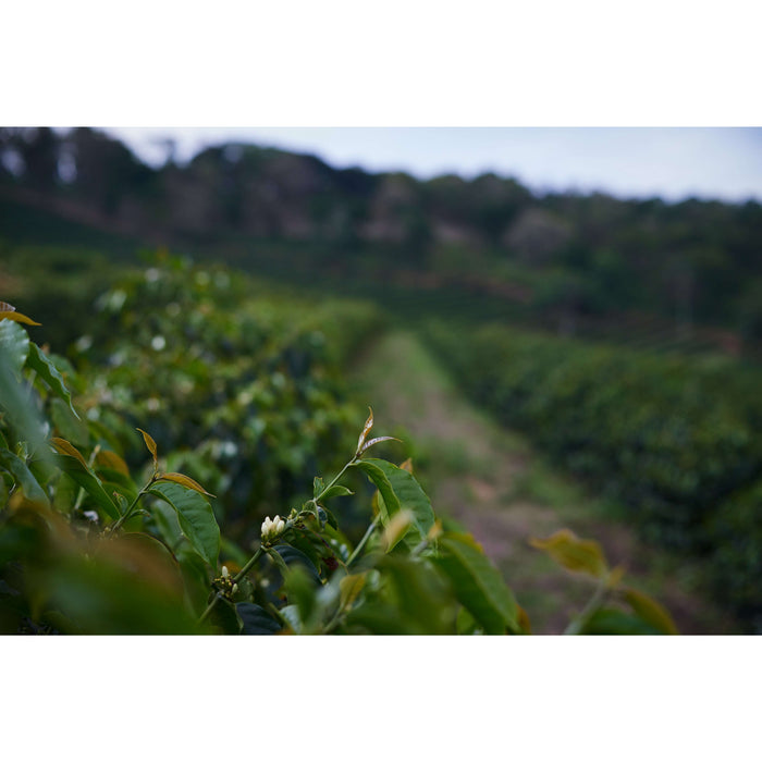 The Pantanal | Brazilian| Single Origin,Single Origin,Trvl Love Koffee,Trvl Love Koffee
