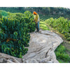 The Pantanal | Brazilian| Single Origin,Single Origin,Trvl Love Koffee,Trvl Love Koffee